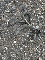 Natrix astreptophora