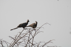 Corythaixoides concolor