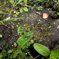 Androsace filiformis