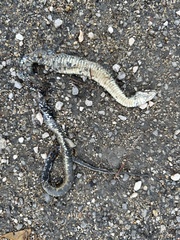 Natrix astreptophora