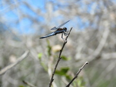 Erythrodiplax connata