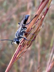 Sphex dorsalis