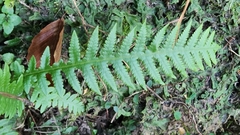 Phegopteris decursive-pinnata
