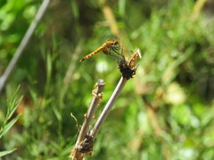 Erythrodiplax corallina