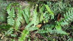 Phegopteris decursive-pinnata