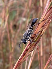 Sphex dorsalis