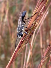 Sphex dorsalis