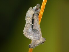 Bombycopsis nigrovittata