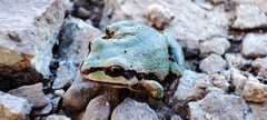 Hyla wrightorum