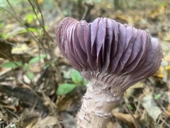 Laccaria ochropurpurea