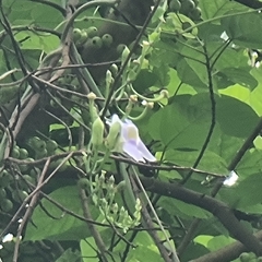 Thunbergia laurifolia