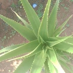 Aloe