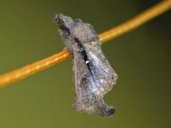 Bombycopsis nigrovittata