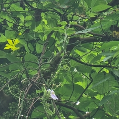 Thunbergia laurifolia