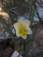 Freesia occidentalis