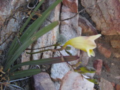 Freesia occidentalis