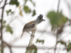 Sakesphorus canadensis