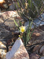 Freesia occidentalis