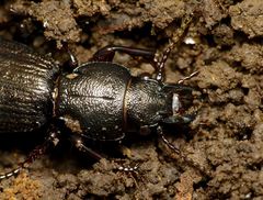 Mecodema sculpturatum