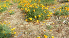 Eschscholzia californica