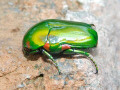 Acrothyrea