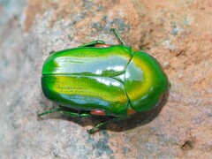 Acrothyrea