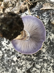 Cortinarius lucorum