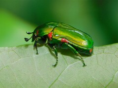 Acrothyrea