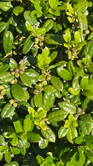 Ilex cornuta