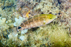 Symphodus mediterraneus