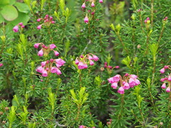 Phyllodoce empetriformis