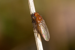Suillia atricornis