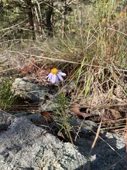Ionactis linariifolia