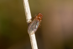 Suillia atricornis