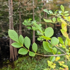 Fraxinus caroliniana