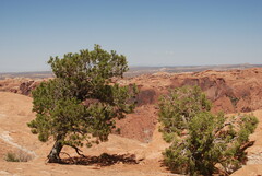 Juniperus osteosperma