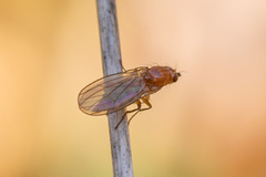 Suillia atricornis