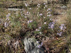 Ionactis linariifolia