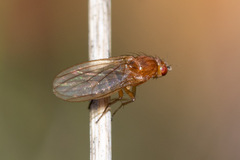 Suillia atricornis