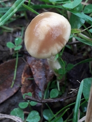 Protostropharia semiglobata