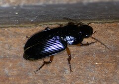 Pseudoophonus