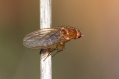 Suillia atricornis