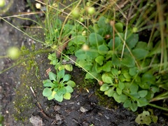 Androsace filiformis