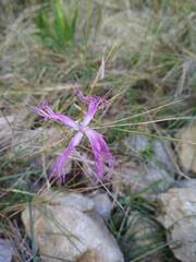 Dianthus broteri