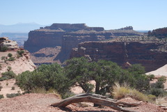 Juniperus osteosperma