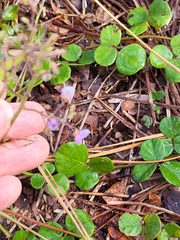 Desmodium rotundifolium