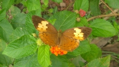 Cupha erymanthis maja