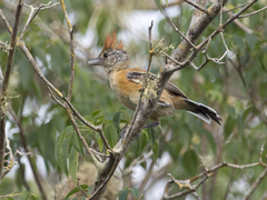 Sakesphorus canadensis