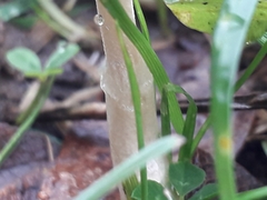 Protostropharia semiglobata