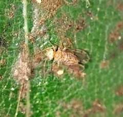 Ectopsocus